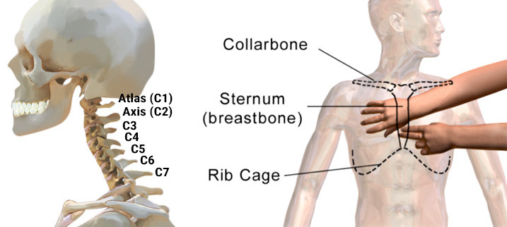 Cervical Spine Construction