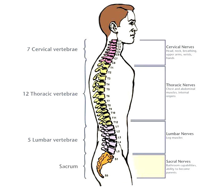 Different Sections Of Spine